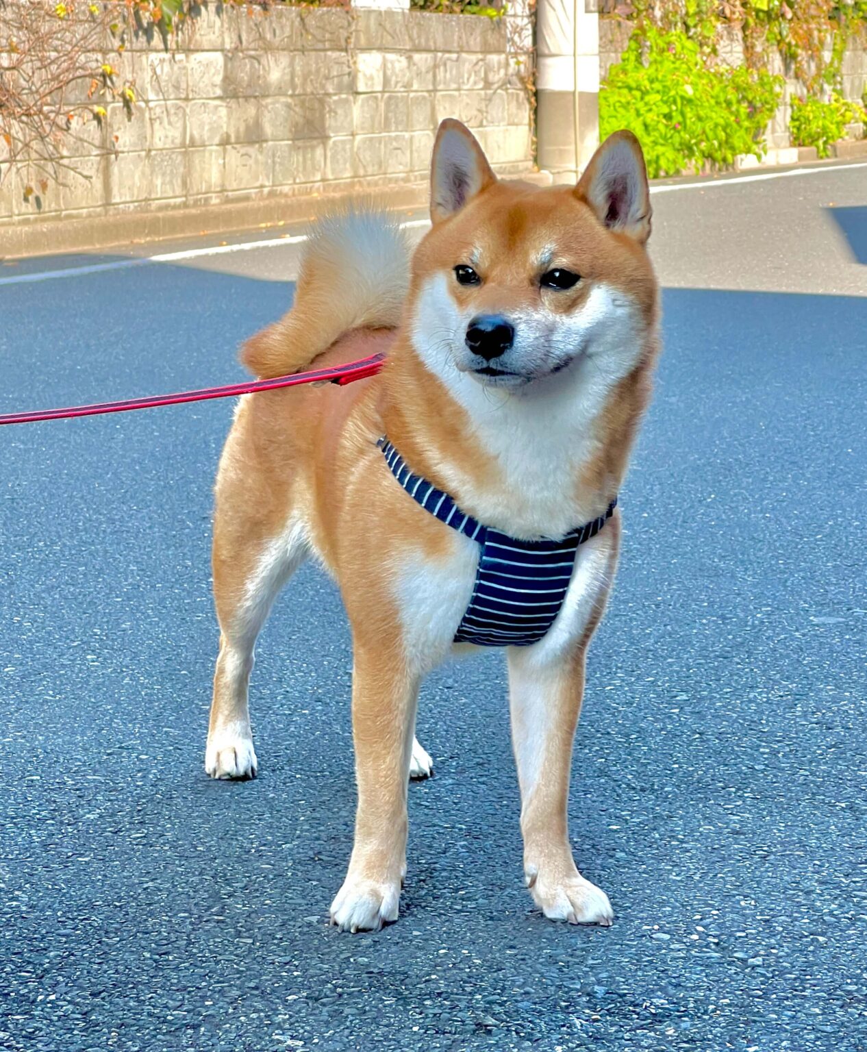しばいぬ、しばけん どちらが正しいの?柴犬の正しい読み方は? | 金のハコ