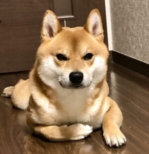きんたん
