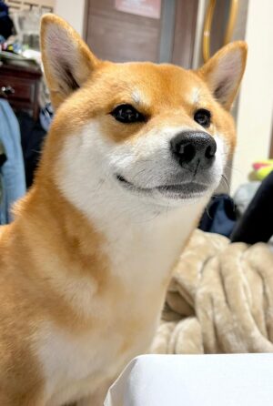 きんたん